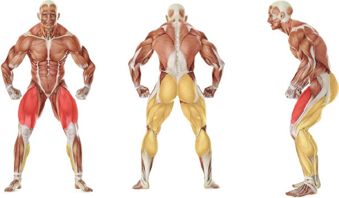 Какие мышцы работают в упражнении Жим ногами с узкой постановкой стоп