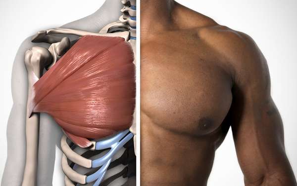 Укрепить мышцы грудной клетки