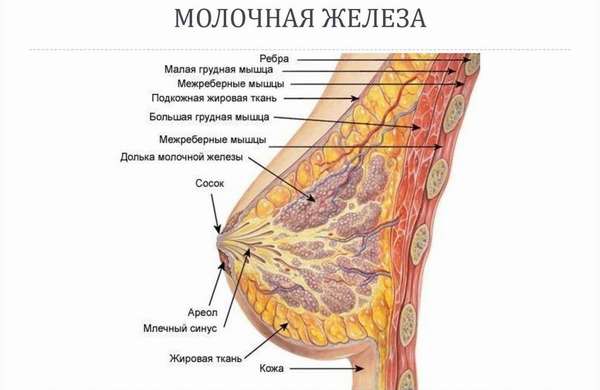 Из чего состоит женская грудь