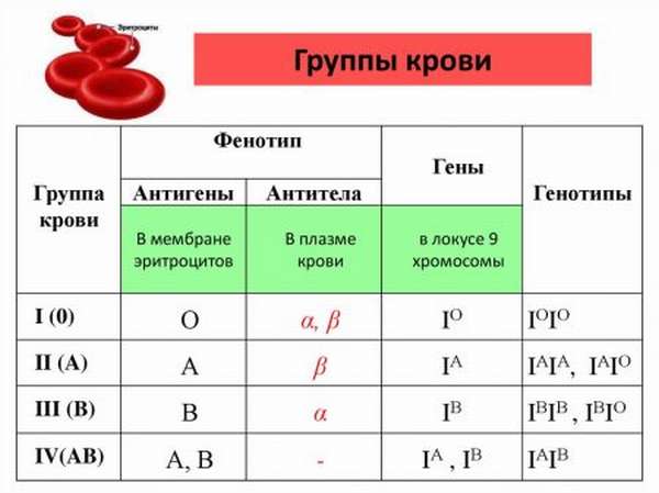 Особенности 2 группы крови с положительным резусом, характеристики и предрасположенность к заболеваниям, риск для здоровья