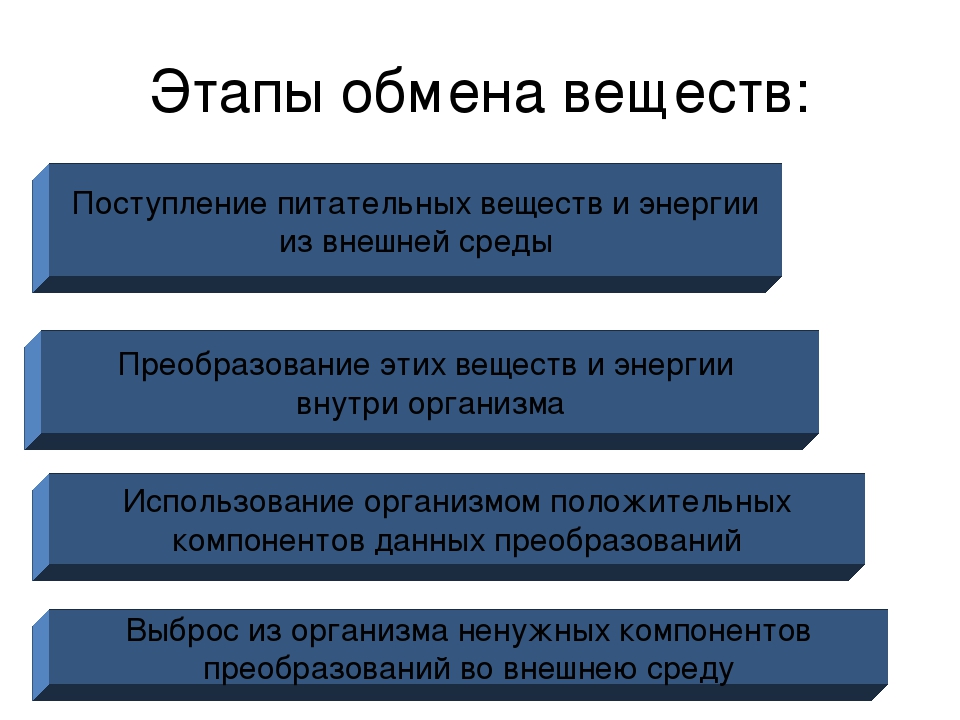 3 стадии обмена веществ. Основные этапы обмена веществ в организме. Стадии обмена веществ. Этапы обмена веществ и энергии. Этапы метаболизма веществ.