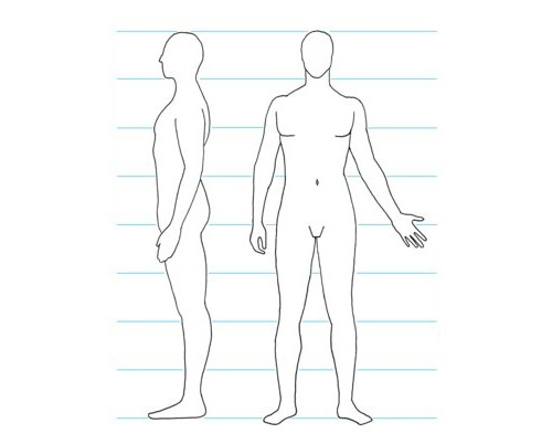 Пропорции мужского тела
