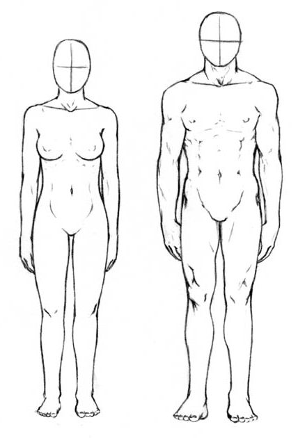 пропорции человеческого тела