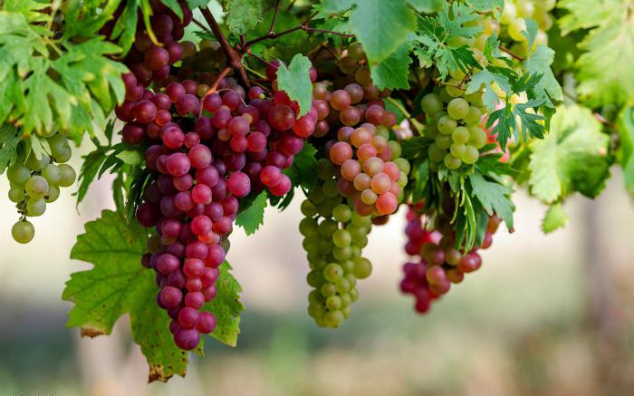 Виноград: калорийность на 100 грамм