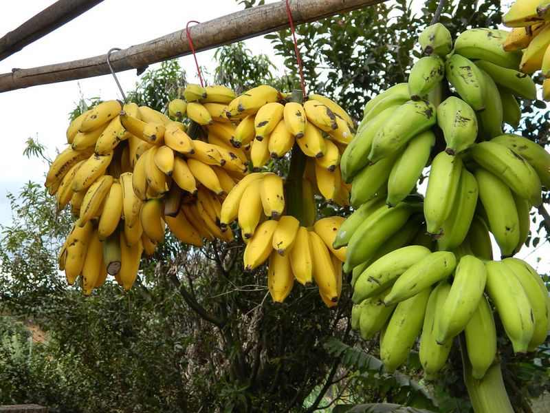 Спелые и зеленые бананы