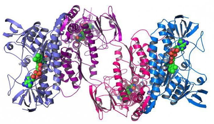 строение и функции белков и аминокислот