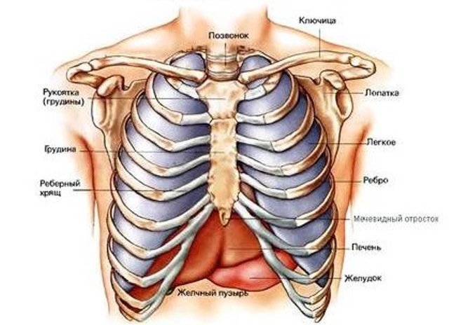 Строение грудины