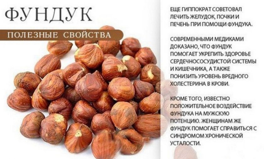 Полезные свойства фундука