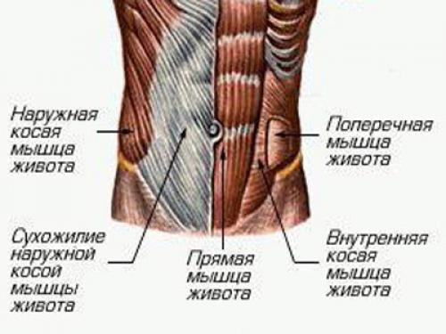 Как называются косые мышцы живота. Мышцы пресса