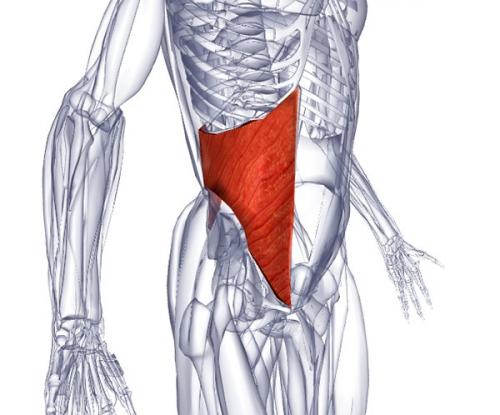 Как называются косые мышцы живота у мужчин. Биомеханика мышц живота