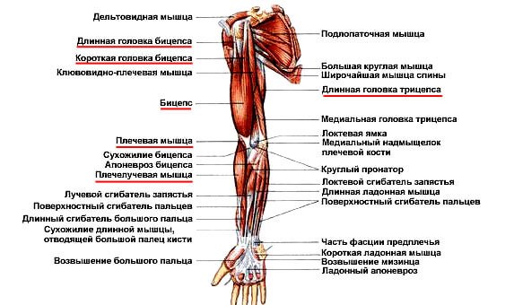 Упражнения для похудения плечей рук