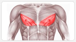 нижняя часть грудных мышц