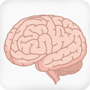 brain-800-rounded-1