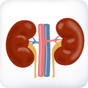 kidneys-800-rounded2