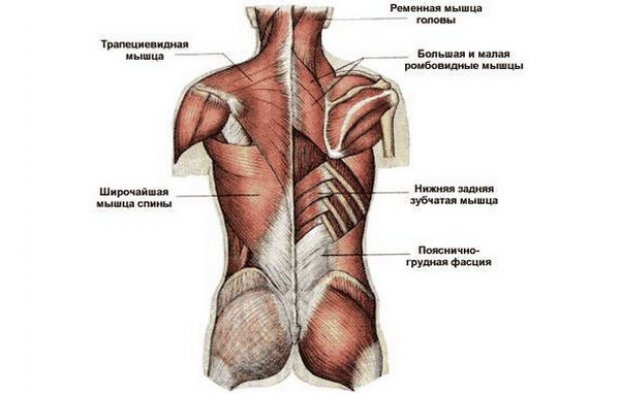 Мышцы спины