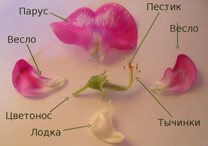 Строение цветка бобовых