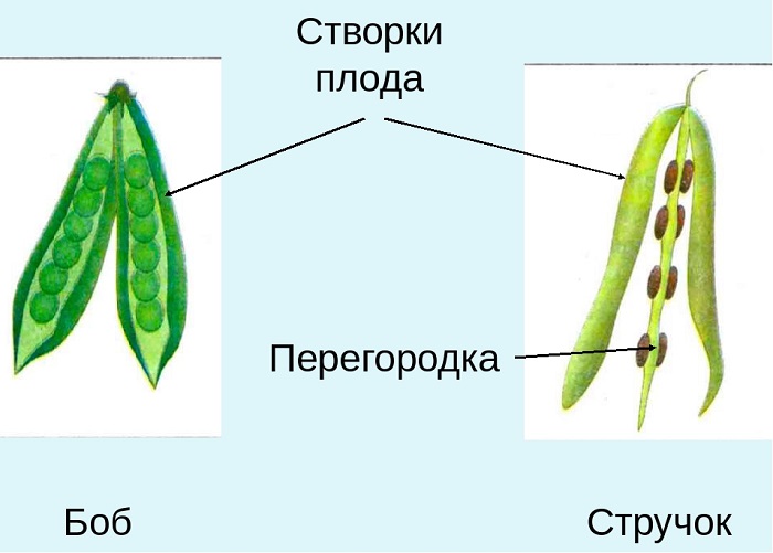 Плод бобовых