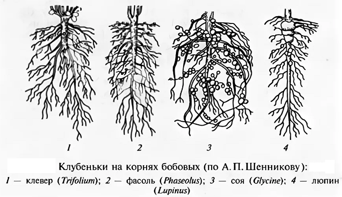 Корни бобовых