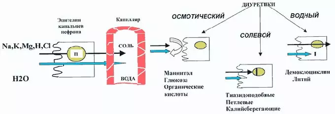 Механизм действия диуретиков