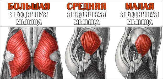 Анатомия ягодичных мышц