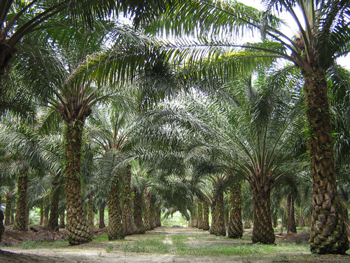 Плантация масличных пальм. Фото: Википедия