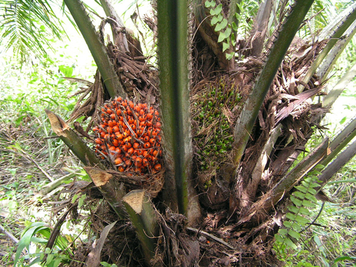 Плоды масличной пальмы. Фото: Википедия