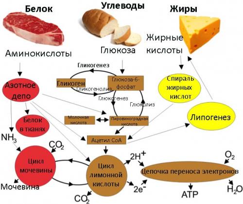 Препараты ускоряющие метаболизм и выведение липидов из организма. Препараты для ускорения и улучшения метаболизма