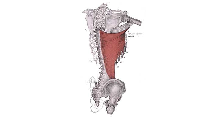 широчайшая мышца спины
