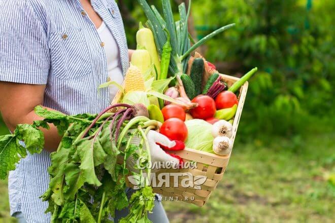 Девушка на огороде несет ящик с овощами, фото