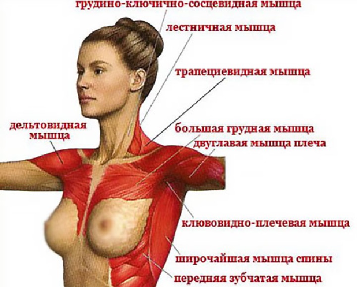 Анатомия женских грудных мышц