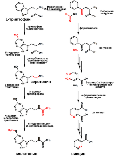 Путь биосинтеза протеиногенной аминокислоты триптофана