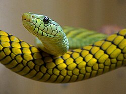 Snakes green reptile.jpg