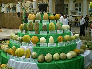 Cucumis melo var. cantalupensis