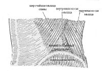 Latissimus dorsi .PNG