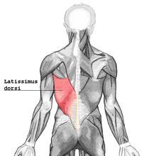 Latissimus dorsi.png