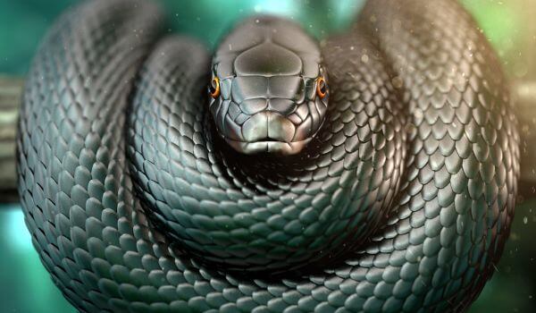 Фото: Ядовитая змея черная мамба