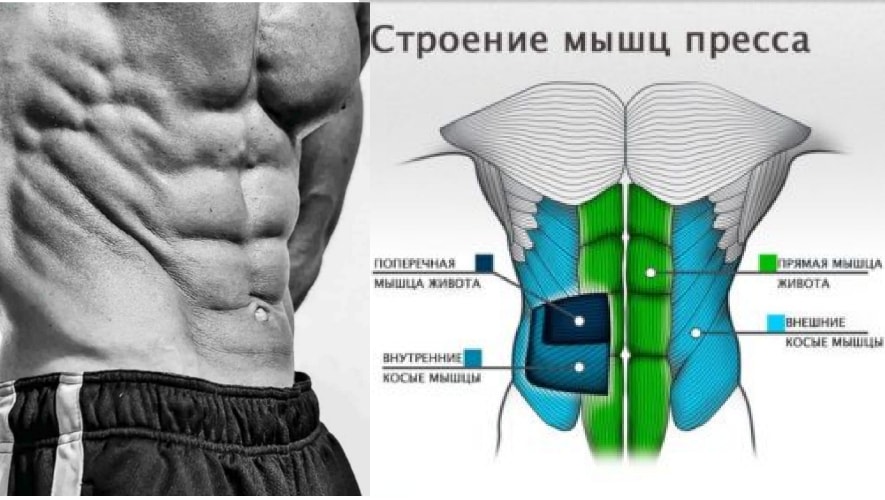 Анатомия боковых мышц пресса 
