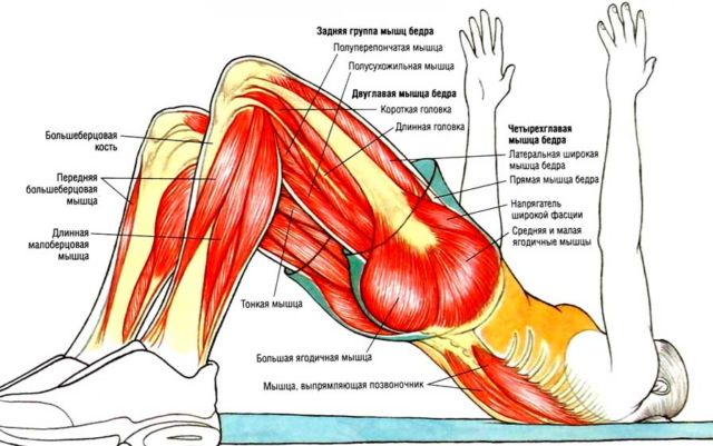 Польза ягодичного мостика + техника выполнения упражнения для лучшего эффекта