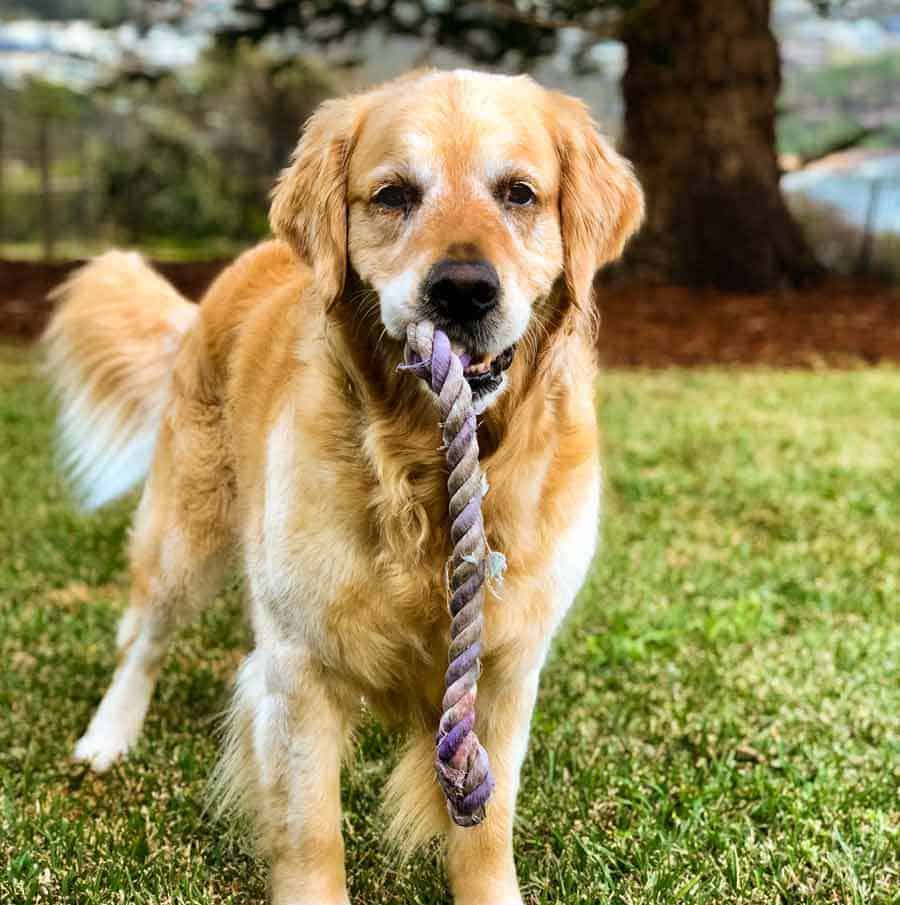 Dozer the golden retriever dog wanting to play tug of war